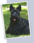 toilettage Petit Quevilly chien Leonberg