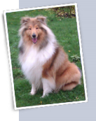 toilettage Petit Quevilly chien Leonberg